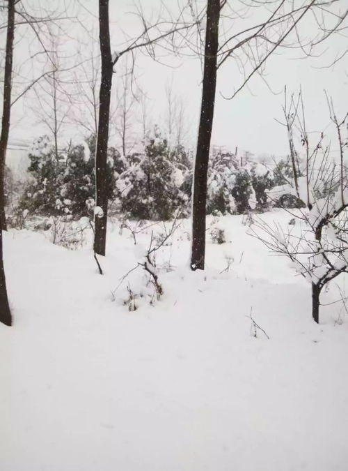 你哪里下雪了吗,{歌词}你那里下雪了吗？面对寒冷你怕不怕？