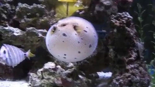 其貌不扬的动物是什么生肖,其貌不扬、猜一生肖