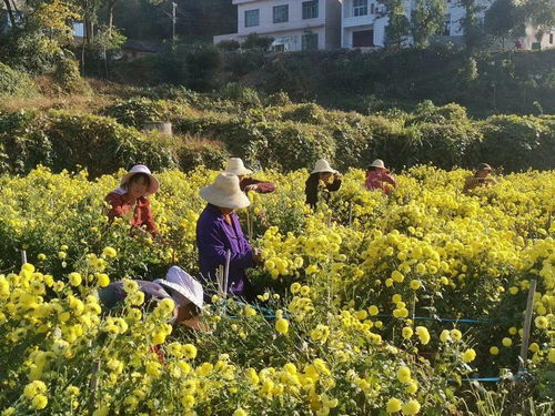 农业产业化经营,农业产业化经营的含义？