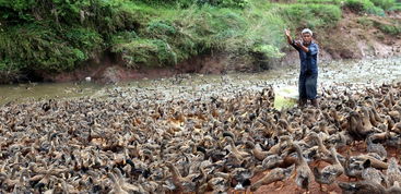 农业农村政策的基本特点有哪些,简述农业政策的特点是什么