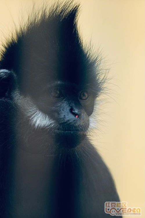 凝视的意思,凝视的意思解释