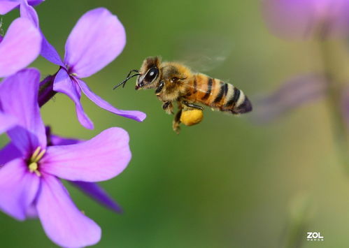 勤劳的蜜蜂,勤劳的小蜜蜂采蜜的句子