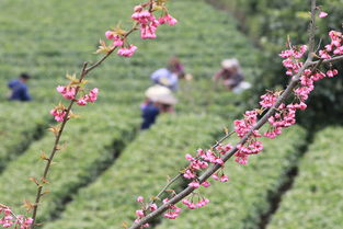 勤劳门第春光好,勤劳门第春光好和睦人家幸福多这句春联的意思
