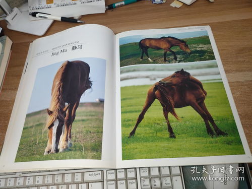 千姿百态指什么生肖,千姿百态打一正确生肖