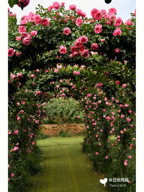 千朵万朵压枝低,千朵万朵压枝低全诗