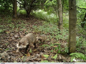 南与北如一丘之貉,为什么南与北如一丘之貉？