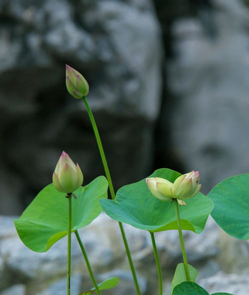 南京玄武湖连续出现2株并蒂莲,2020南京玄武湖并蒂莲具体位置-夏日景点推荐