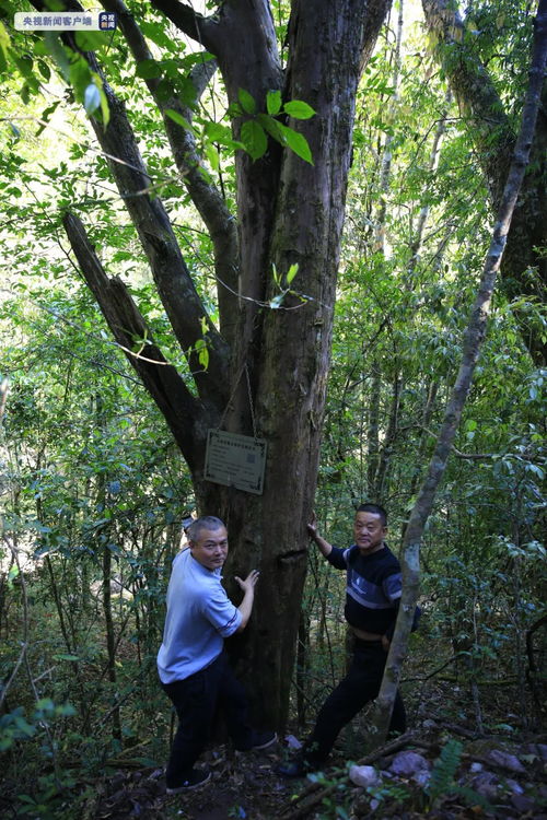 哪种植物被称为活化石,活化石称号的植物是什么