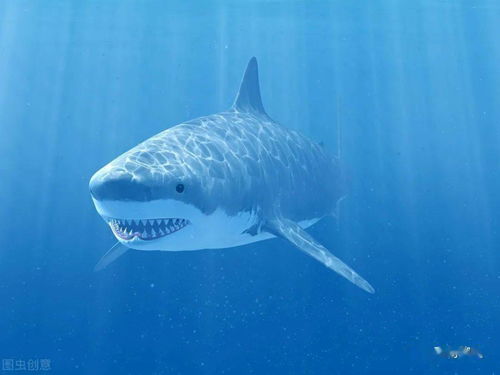 哪种动物是海洋中的瞌睡大王,海洋中有瞌睡大王之称的是什么动物