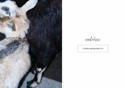 哪种动物没有方向感,什么动物没有方向感