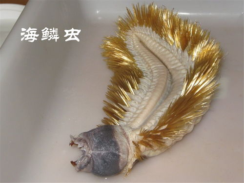 哪种动物生活在海里属于真正的鱼,以下哪种动物生活在海里属于真正的鱼1⃣️鲸鱼2⃣️海马？