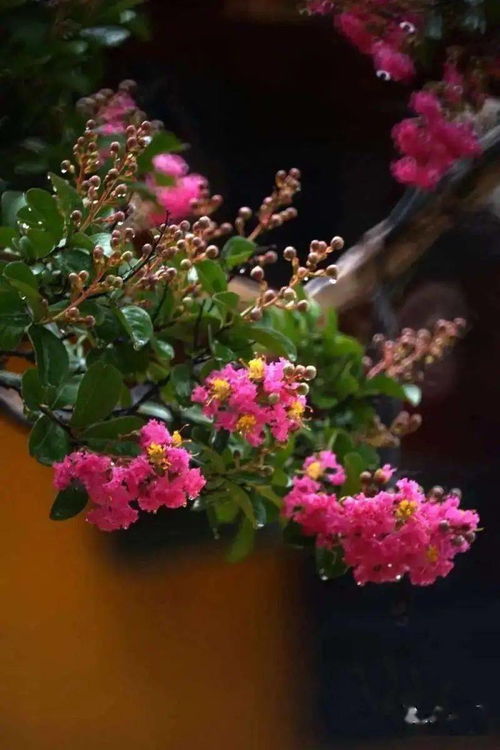 哪种植物被称为痒痒树,哪种植物被称为痒痒树