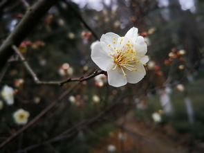 墙角数枝梅,墙角数枝梅的全文？