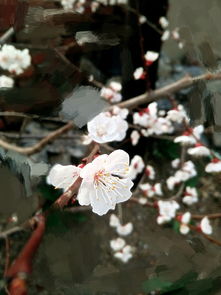 墙角的花你孤芳自赏时天地便小了,墙角的花你孤芳自赏时天地便小了。