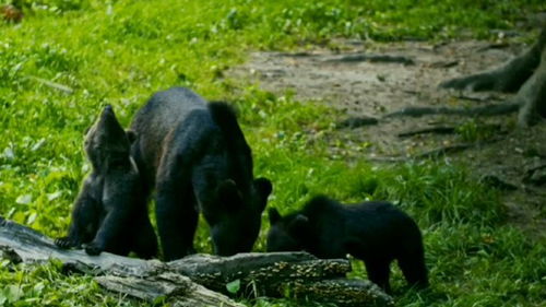 奇妙的动物,奇妙的动物有哪些