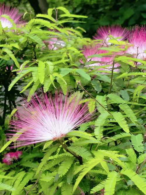 奇花异草的异的意思,奇花异草的异的意思？