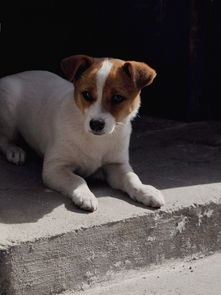 女孩和狗,一个女孩和一只狗背影什么意思