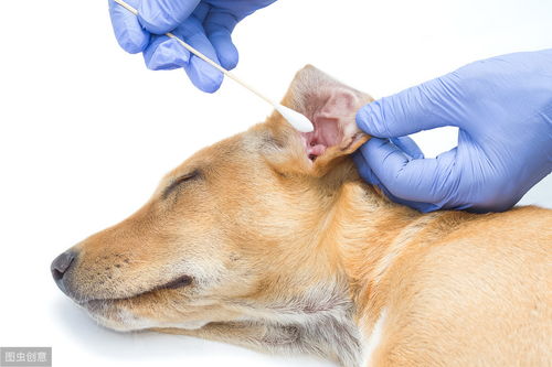 婆婆和狗玩声音很大,我家狗狗睡觉，差不多一个多月大。抱回来2天吧。我妈说话声音太大了。一直吵醒狗狗。请问对狗的影响是？