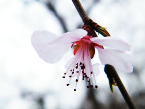 嫩寒锁梦因春冷,嫩寒锁梦因春冷，芳气袭人是酒香。 这是什么意思，谁能对出下一句？