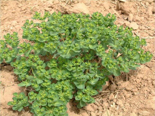 宁可大陆不长草,钓鱼岛歌