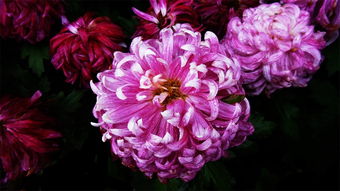 宁可枝头抱香死,宁可枝头抱香死全诗