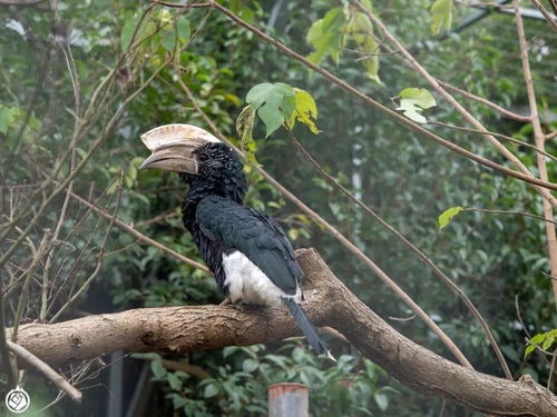 宁波老虎吃人,宁波老虎吃人他为什么不反抗