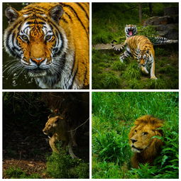 宁波雅戈尔动物园老虎吃人,你怎么看宁波雅戈尔动物园发生的老虎咬人事件？