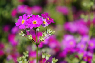 年年岁岁花相似的下一句,年年岁岁花相似下一句是什么？