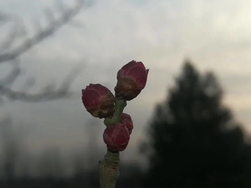 描写梅花的作文,梅花的作文