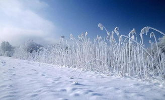 描写雪的文章,描写雪景的优秀作文