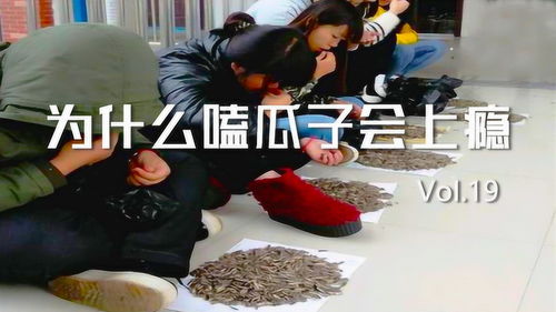 明朝人嗑瓜子,古代人嗑瓜子是西瓜子还是葵花子