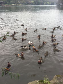 暖风熏得游人醉的下一句,暖风熏得游人醉下一句是什么