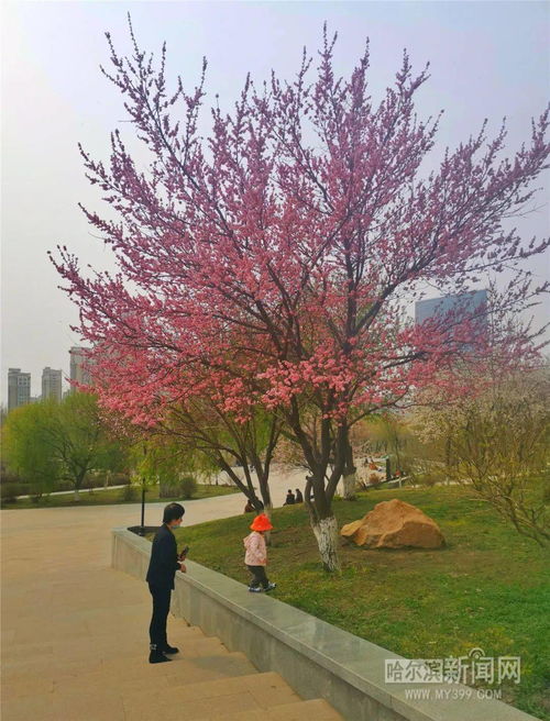 暖风熏得游人醉下一句,暖风熏得游人醉下一句是什么