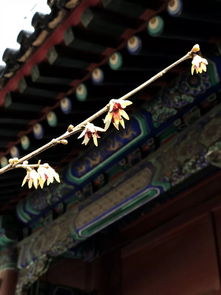 木兰花宋祁,木兰花宋祁的全词