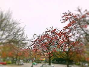 木棉花开的春天,木棉花开的季节，木棉花开的季节是什么时候