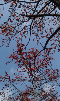 木棉花春天,木棉花的春天歌曲原唱