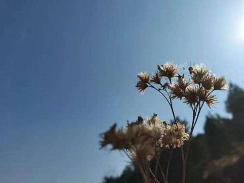 木秀于林 风必摧之,木秀于林 风必摧之 是什么意思