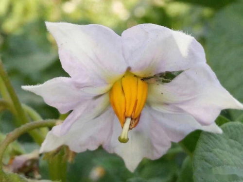 朴实无华的意思,“朴实无华”是什么意思？