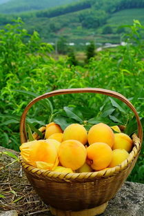 某果园有100棵桃树,某果园有100棵桃树,一棵桃树平均结1000个桃子,现准备多种一些桃树以提高产量,试验发现,每多种一棵桃