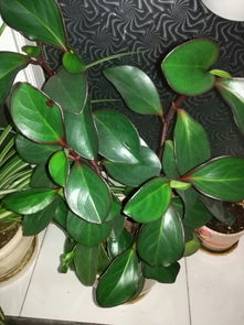 某种植物的主干长出若干数目的枝干,某种植物的主干长出若干数目的支干，每个支杆又长出同样数目的小分支，主干、支干和小分支的总数是91