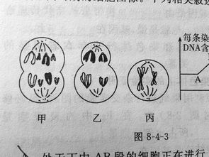 染色体组,染色体组的概念及判断方法