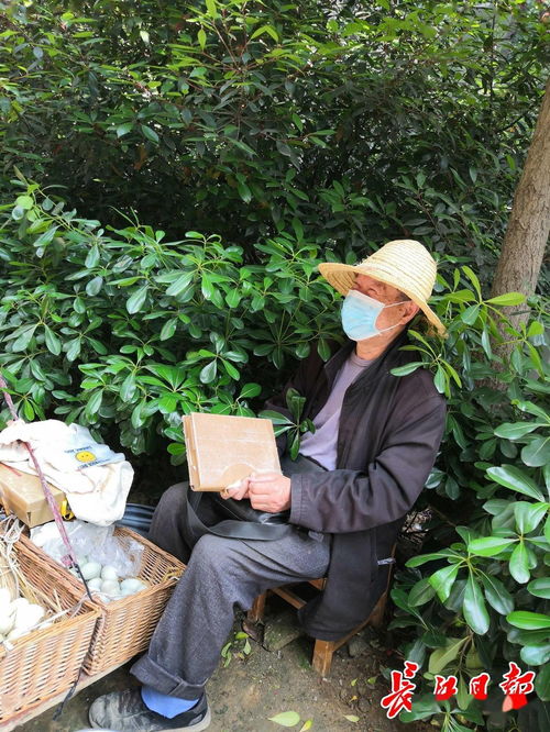 柠檬树英文版,柠檬树英文版歌歌词