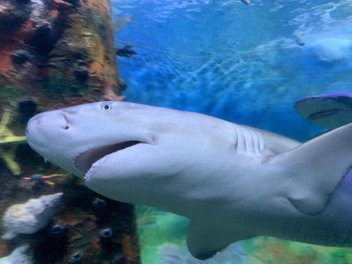 柠檬鲨,柠檬鲨有多大