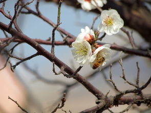 柳暗花明又一春,柳暗花明又一春全诗