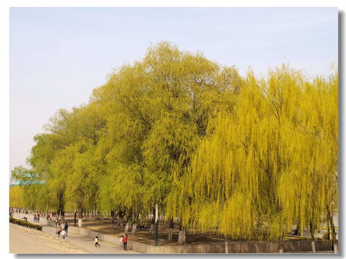 柳暗花明是什么意思,什么叫柳暗花明？