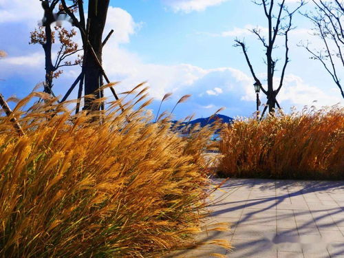 柳枝在风中飘荡扩句,“柳枝随风摆动”怎么扩句？