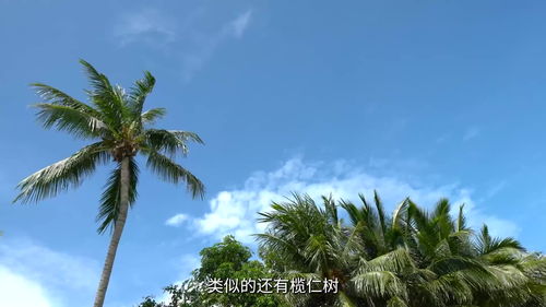 柳树怎么传播种子,“柳树”通过什么传播种子?