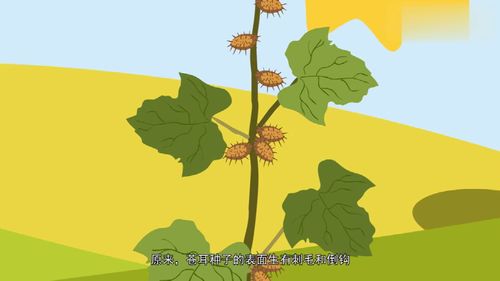 柳树的种子靠什么传播,柳树是怎么传播种子的