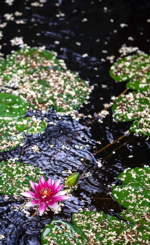 栖息的拼音,栖息的拼音