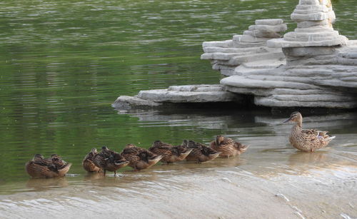 栖息,栖息的拼音